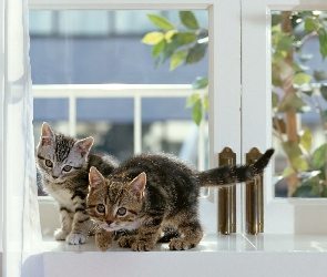 Koty, Parapet