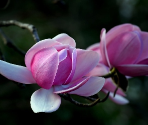 Gałąź, Magnolia
