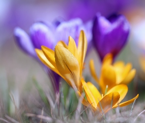 Krokus, Kwiaty, Żółty