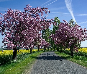 Droga, Pola, Drzewa, Kwitnące, Wiosna