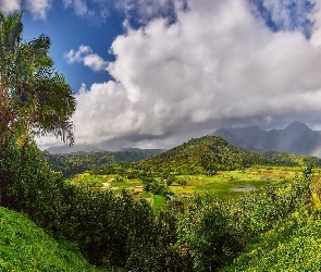 Wyspa Kauai, Wzgórza, Hawaje, Stany Zjednoczone, Tęcza, Roślinność, Palmy, Chmury, Góry