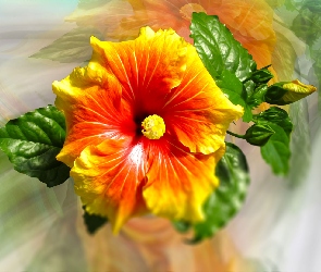 Rozmycie, Listki, Grafika, Hibiskus