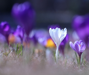 Kwiaty, Krokus, Biały, Fioletowy