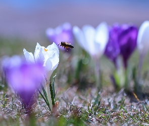 Biały, Pszczoła, Krokus