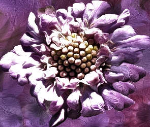 Kwiat, Fioletowe tło, Grafika