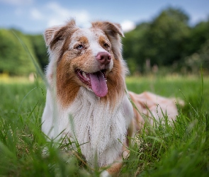 Pies, Trawa, Border collie, Leżący