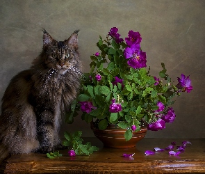 Donica, Róże, Kot, Maine coon