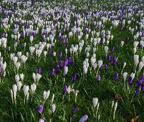 Krokusy, Łąka, Niebieskie, Białe, Kwiaty