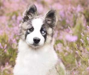 Wrzosy, Siberian husky, Pies, Szczeniak
