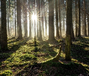 Drzewa, Mech, Ściółka, Promienie słońca, Las