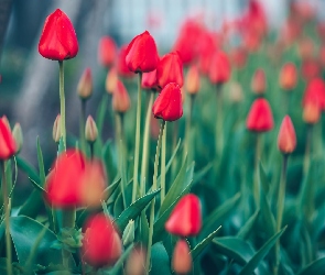 Kwiaty, Rozmyte tło, Czerwone, Tulipany, Nierozwinięte