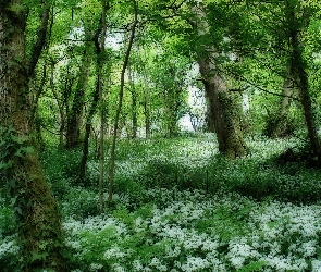 Las, Kwiatuszki, Białe