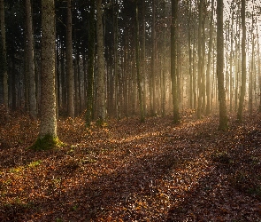 Liście, Opadłe, Drzewa, Mgła, Promienie słońca, Las, Jesień