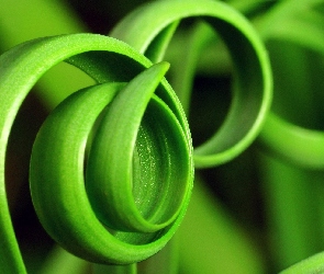 Zielone, Liście, Spirale