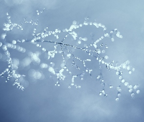 Krople, Bokeh, Gałązki