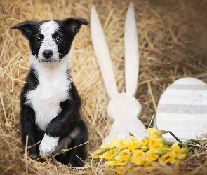 Border collie, Kwiaty, Siano, Dekoracja, Szczeniak