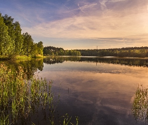 Jezioro, Odbicie, Drzewa, Trawy, Wschód słońca