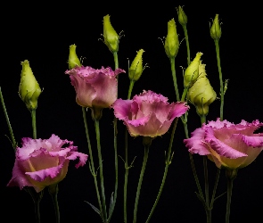 Eustoma, Ciemne tło, Kwiaty