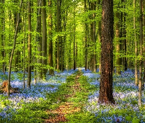 Las, Kwiaty, Ścieżka, Drzewa, Wiosna