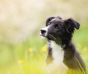 Pies, Rozmyte tło, Border collie, Łąka, Szczeniak