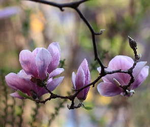 Gałązka, Kwiaty, Różowa, Magnolia