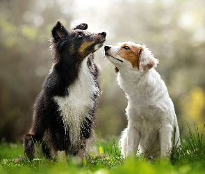 Trawa, Border collie, Dwa, Psy