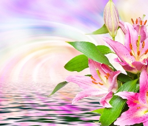 Kwiaty, Grafika 2D, Woda, Lilie