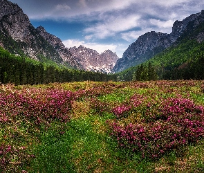 Triglavski Park Narodowy, Dolina Krma, Łąka, Góry Alpy Julijskie, Drzewa, Kwiaty, Słowenia