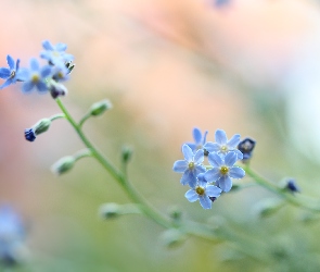 Zbliżenie, Niebieskie, Niezapominajki, Kwiaty