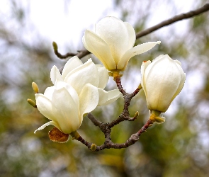 Gałąź, Magnolia, Kwiaty, Białe
