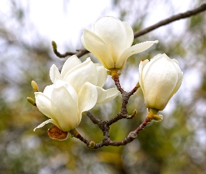 Magnolia, Kwiaty, Gałąź, Białe