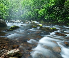 Park Narodowy Great Smoky Mountains, Rzeka Little River, Las, Stany Zjednoczone, Kamienie, Drzewa, Stan Tennessee
