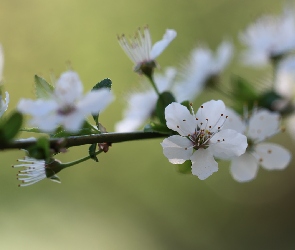 Gałązka, Zbliżenie, Białe, Kwiaty, Drzewo owocowe