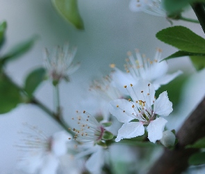 Biały, Drzewo owocowe, Kwiat