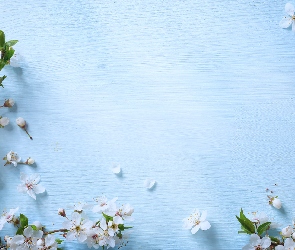 Kwitnące, Niebieskie tło, Białe, Kwiaty, Gałązki