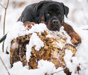 Rottweiler, Śnieg, Pies