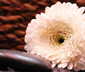 Kamień, Biała, Kwiat, Gerbera