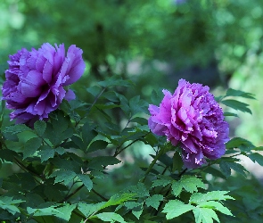 Piwonie, Kwiaty, Fioletowe
