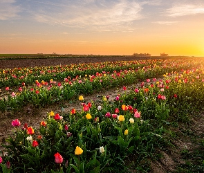 Wschód słońca, Plantacja, Tulipany, Pole