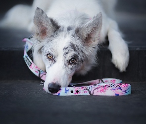Smycz, Mordka, Pies, Border collie