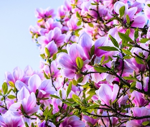 Różowa, Magnolia, Wiosna