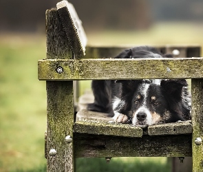 Pies, Ławka, Border collie