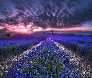 Lawenda, Chmury, Zachód słońca, Francja, Miejscowość Valensole, Drzewa, Prowansja, Pole