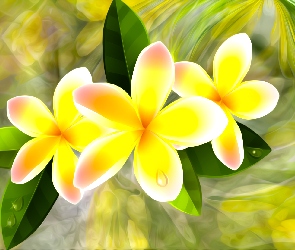 Kwiaty, Grafika, Plumeria