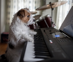 Jack Russell terier, Pianino, Pies