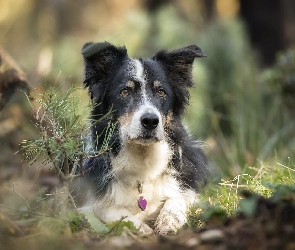 Pies, Rośliny, Mordka, Border collie, Leżący