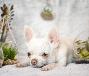 Pies, Rośliny, Dekoracje, Chihuahua krótkowłosa