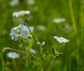 Rogownica, Zbliżenie, Kwiaty, Białe