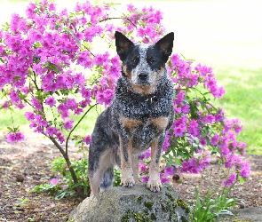 Australian cattle dog, Różanecznik, Kwiaty, Obroża, Pies