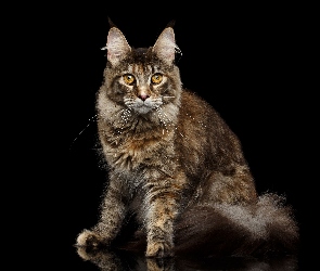 Maine coon, Czarne tło, Kot